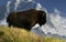 Rocky Mountain Buffalo