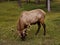 Rocky Mountain Bull Elk 8 x 8