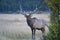 Rocky Mountain Bull Elk