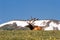 Rocky Mountain Bull Elk Lying in the Tundra