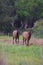 Rocky Mountain Elk