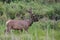 Rocky Mountain Elk