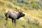 Rocky Mountain Elk Bull Bugles   62103