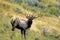 Rocky Mountain Elk Bull Bugles   62105