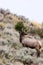 Rocky Mountain Elk Bull Bugles  705465