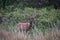 Rocky Mountain Elk Bull, Wapiti