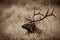 Rocky Mountain Elk in the Meadow