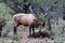 Rocky Mountain Elks, in Grand Canyon national Park. Male with large antlers next to female laying on ground.