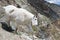 Rocky Mountain Goat