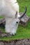 Rocky Mountain Goat Grazing Closeup