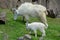 Rocky Mountain Goat Nanny And Kid