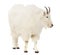 Rocky mountain goat over white background