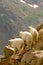 Rocky mountain goats on cliff