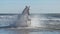 Rocky Mountain Horse galloping in the sea on the beach