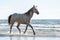 Rocky Mountain Horse walking in the sea on the beach