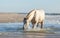 Rocky Mountain Horse walking in the sea on the beach