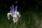 Rocky Mountain Iris, Missouri Flag