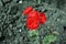 Rocky Mountain Orange Pelargonium growing on blurry gray ground