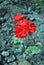 Rocky Mountain Orange Pelargonium growing on blurry gray ground background