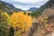 Rocky Mountain Park Aspens