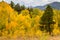 Rocky Mountain Park Aspens