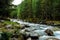 Rocky mountain river among the pine trees. Beautiful fast-flowing river in the coniferous forest. The wild nature of Altai