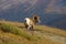 Rocky Mountain Sheep 2