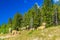 Rocky mountain sheep on the hillside and roadside. Banff National Park Alberta Canada