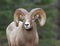 Rocky Mountain Sheep Ram