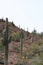 A rocky mountain side covered with Saguaro cacti, Teddy Bear Cholla cacti, Ocotillo and desert shrubs in Arizona