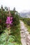 Rocky mountain trail with lilac flowers and forest