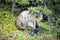 Rocky Mountains Canadian Marmot Portrait