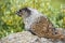 Rocky Mountains Canadian Marmot Portrait