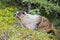 Rocky Mountains Canadian Marmot Portrait