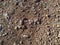 Rocky and muddy ground outside on the hiking path in the wilderness showing natural and uneven terrain during adventure