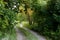 Rocky narrow winding path in the forest