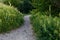 Rocky narrow winding path in the forest