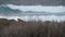 Rocky ocean coast, dramatic sea waves, Monterey beach, California, birds flying.