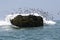 Rocky outcrop with marine birds flying