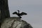 Rocky outcrop with neotropical cormorant drying its wings