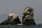 Rocky outcrops with Peruvian booby birds in Peru