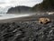 Rocky Pacific Northwest Coast, Sea Stacks on Rialto Beach