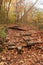 A rocky path through a forest preserve covered in fallen leaves and tree roots in autumn in Kenosha, Wisconsin