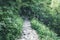 Rocky path in green forest. Appalachian Hiking Trail