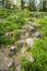 Rocky path up the hill with a forest at the top and blooming forest lilies