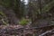 Rocky path in the woods, city of Boulder Colorado USA