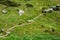 A rocky pathway crosses a country hillside field