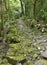 Rocky pathway in a wet subtropical green forest. Azores, Portuga