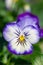 Rocky Purple Picotee viola flower