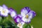 Rocky Purple Picotee viola flowers